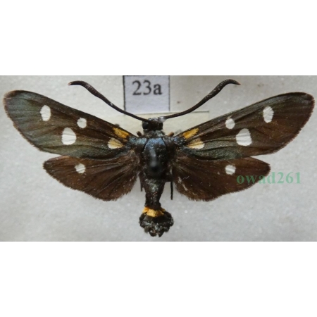 Zygaena ephialtes (Linnaeus, 1767) Kraśnik goryszowiec Deutschland23a